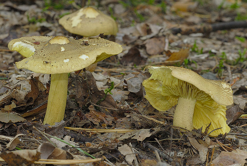 Tricholoma equestre